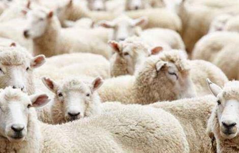肉羊 养殖效益 影响因素