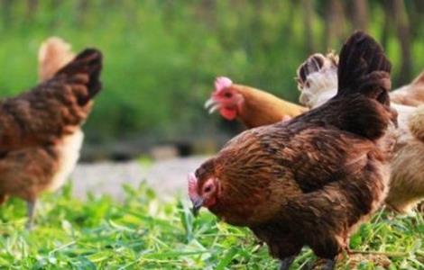 生态养鸡技术 生态养鸡技术培训