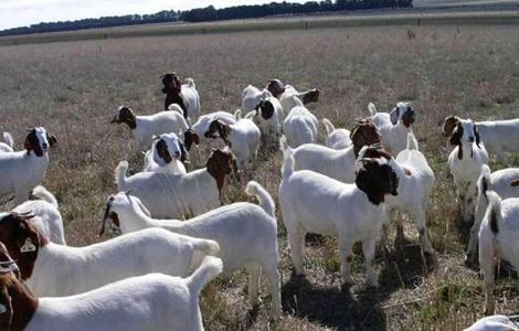 夏季养羊需要注意什么 冬季养羊的注意事项