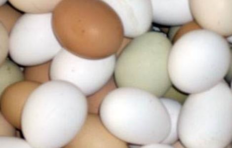蛋鸡蛋壳变白是什么原因? 蛋鸡蛋壳变白是什么原因