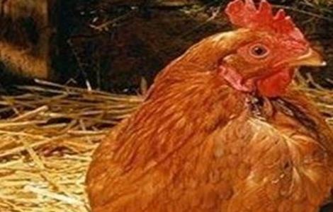 蛋鸡猝死发病原因及防治措施 产蛋鸡猝死症的防治措施