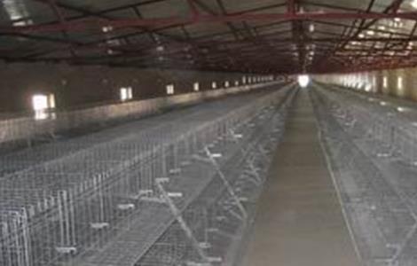 现代养鸡场建设方案 现代养鸡场建设