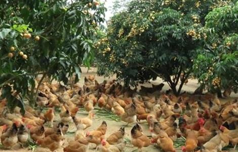 林下养鸡养殖技术 林下养鸡饲养管理技术