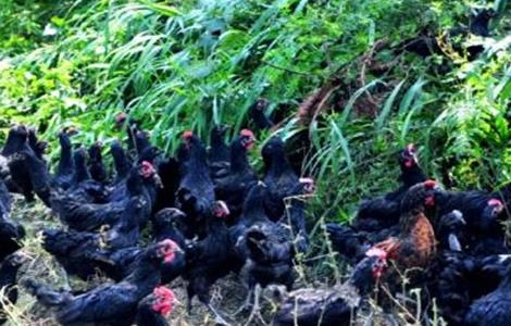 林下养鸡常见问题 林下养鸡需要具备什么条件