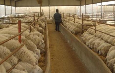 小尾寒羊养殖注意事项 小尾寒羊的养殖技术和方法