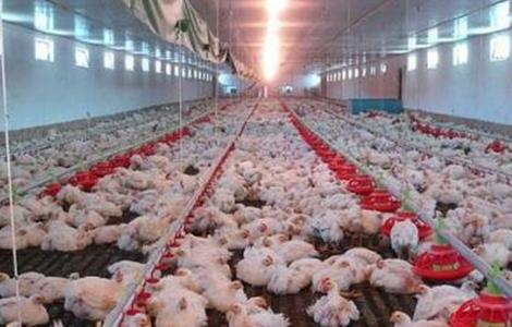 白羽肉鸡养殖技术 白羽肉鸡养殖技术与管理