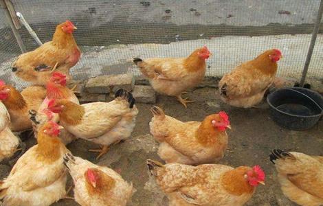 蛋鸡饲养管理技术要点 春季蛋鸡饲养管理要点