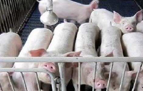 保育猪饲养管理要点 保育猪饲养管理要点包括