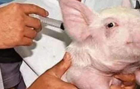 猪群疫苗接种注意事项 猪群疫苗接种注意事项及要求