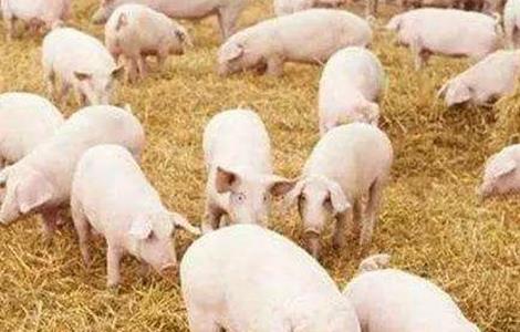 春季猪群防控哪些疾病 春季如何提高猪群的抵抗力