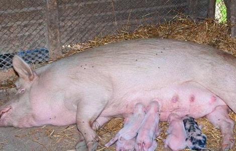 母猪的饲养管理要点 种母猪饲养管理要点