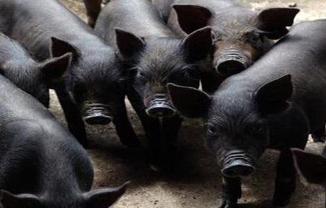 怎么养殖黑猪最好 怎么养殖黑猪