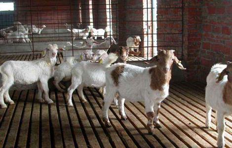 如何防止羊近亲繁殖 如何防止羊近亲繁殖
