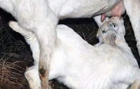 母羊不让小羊吃奶原因及解决方法 母羊不让小羊吃奶怎么办?解决方法