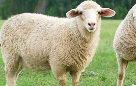 育肥羊的养殖方法 育肥羊的养殖方法视频