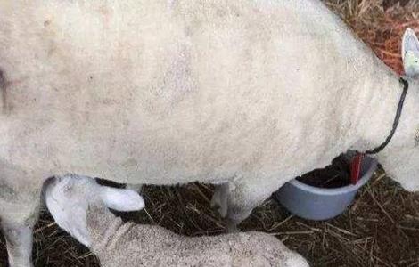 母羊产后管理要点和措施 母羊产后管理要点