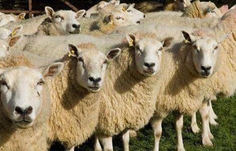 如何预防养羊场中羊病的发生 如何预防养羊场中羊病的发生和发生