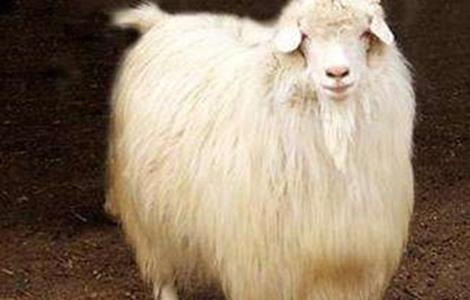 绒山羊饲养管理技术 绒山羊的养殖技术