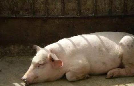 夏季高温高湿对猪的影响 如何减少夏季高温对猪的影响