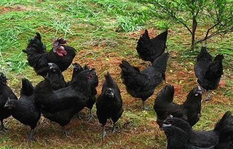 如何提高乌鸡的产蛋率 如何提高乌鸡的产蛋率和产量