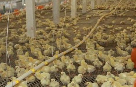 育雏鸡的饲养管理技术 育雏鸡的饲养管理技术视频