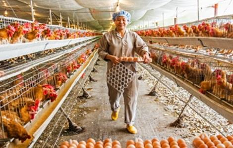 养鸡场饲料浪费原因及应对措施 养鸡场饲料浪费原因及应对措施论文