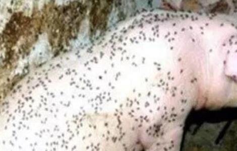 夏季养猪场蚊蝇防治方法视频 夏季养猪场蚊蝇防治方法