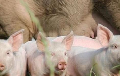 什么样的母猪产仔率高 影响母猪产仔数量的有哪些因素