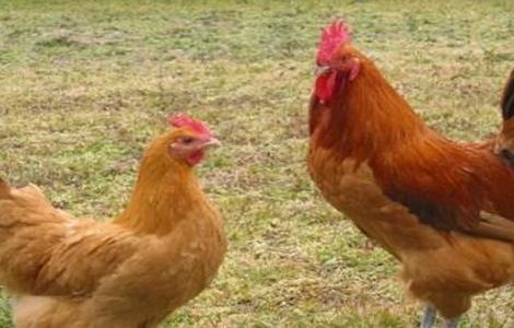 生态养鸡怎么选择鸡种 生态养鸡怎么选择鸡种图片