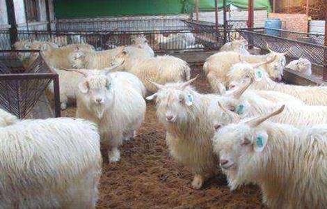 秋季养羊驱虫方法 春季给羊驱虫的正确方法