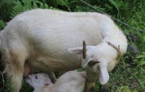 母羊孕期管理 怀孕母羊怎么管理