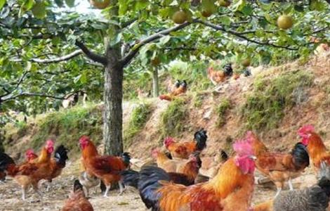 生态养鸡常见问题及对策 生态养鸡常见问题
