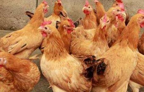 秋季蛋鸡饲养管理 秋季蛋鸡养殖需要注意哪些问题
