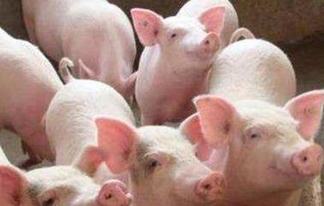 冬季养猪增膘缓慢的原因 仔猪不长膘的原因
