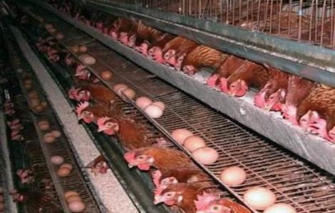 秋季蛋鸡养殖 注意事项