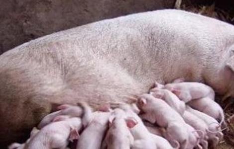 初产母猪常见问题及解决 初产母猪常见问题