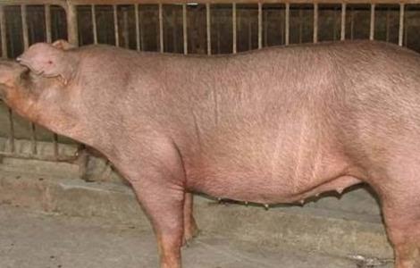 母猪怀孕后期与产后的饲养管理 冬季怀孕母猪饲养管理