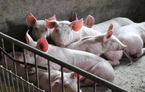 养猪各阶段疾病的防治 生猪不同生长阶段的疾病防控要点