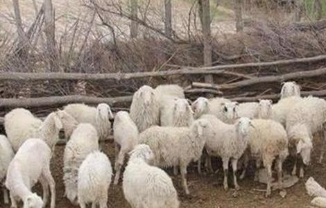 养羊的技巧 农村养羊技巧