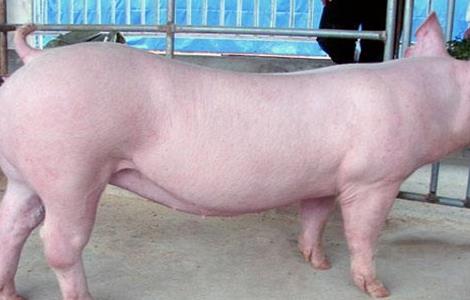 如何选择好的母猪种 如何选择母猪品种