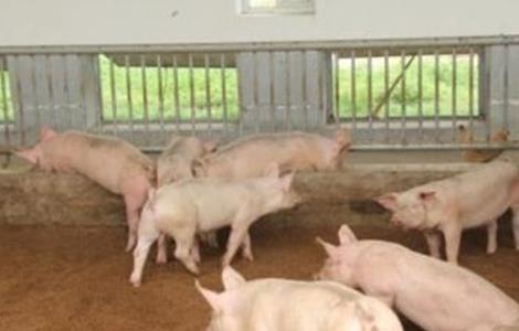 环保养猪技术要求 环保养猪技术