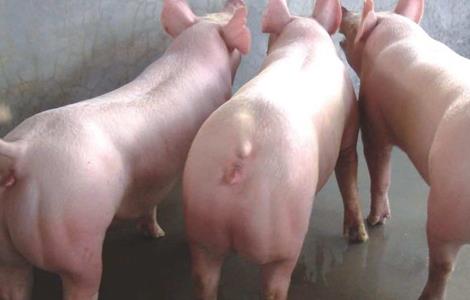 二元母猪怎样育种 二元母猪养殖技术