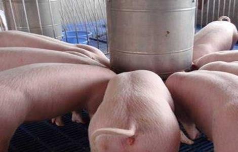 后备母猪初产管理要点 后备母猪生产注意什么