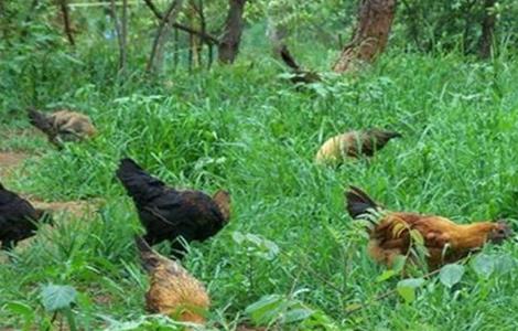 养鸡的优势 生态养鸡有什么优势