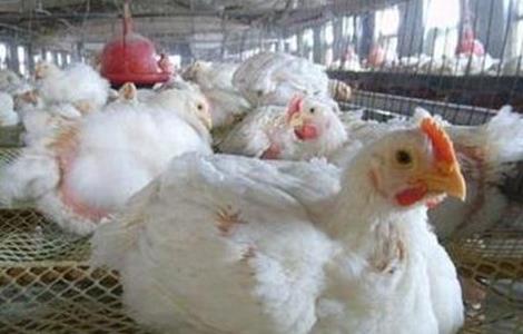 白羽肉鸡的饲养与管理 白羽肉鸡的饲养与管理技术