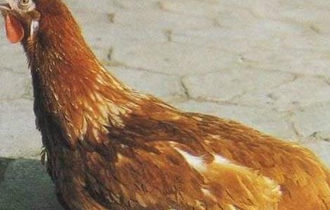 鸡群免疫力下降是什么原因 鸡抵抗力差,如何预防?