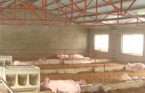 发酵床冬季养猪注意事项 北方发酵床养猪温度控制