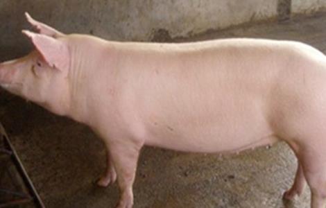 集中养猪与散户养猪的比例 散户养猪管理知识