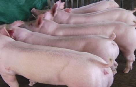 母猪饲养常见误区 母猪定位饲养的弊端