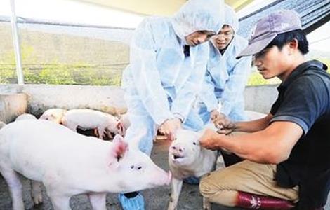 猪疫苗的接种方法 猪疫苗的接种方法图片